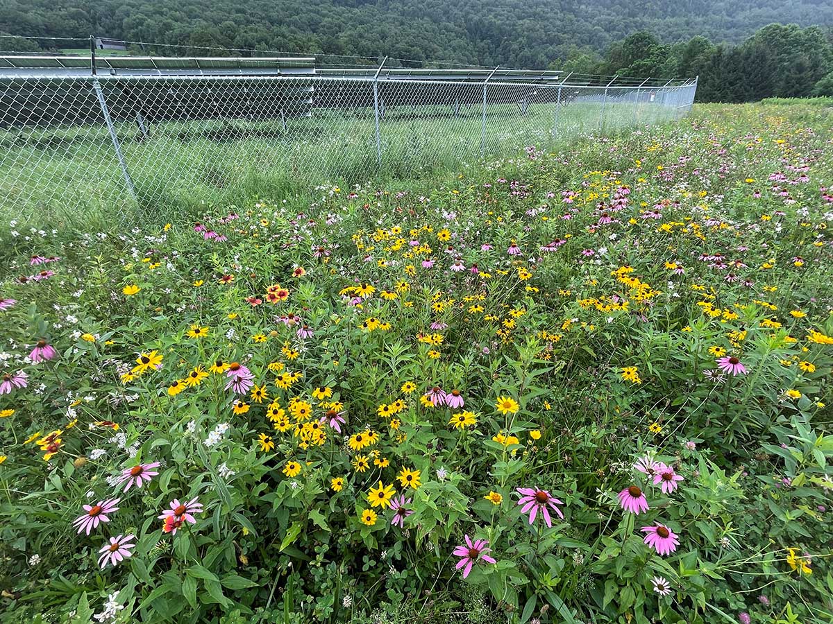 3248,3248,Pollinator-Habitat-Pic_WEB,Pollinator-Habitat-Pic_WEB.jpg,359148,https://i0.wp.com/inovateus.com/wp-content/uploads/2024/04/Pollinator-Habitat-Pic_WEB.jpg?fit=1200%2C900&ssl=1,https://inovateus.com/in-the-news/inovateus-solar-joins-the-mjv-partner-network/pollinator-habitat-pic_web/,Pollinator field,1,,,pollinator-habitat-pic_web,inherit,3384,2024-04-10 21:51:04,2024-12-20 16:49:50,0,image/jpeg,image,jpeg,https://inovateus.com/wp-includes/images/media/default.png,1200,900